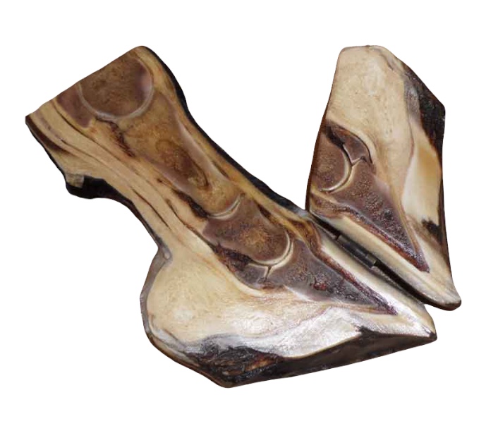 Cattafesta Sezione Arto Equino_1